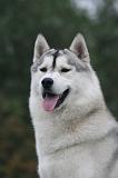 SIBERIAN HUSKY 1043